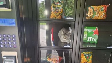 PETA reagiert auf Katzenfall im Snack-Automaten