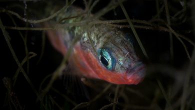 Dreistachlige Stichlinge im Bodensee: Die unterschätzten Raubfische