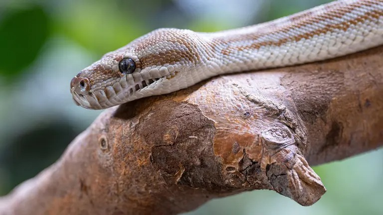 Ärzte in Canberra entdecken lebenden Python-Wurm im Gehirn einer Frau