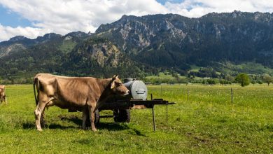 Viehscheid im Allgäu: Rückkehr der Tiere aus dem Alpsommer