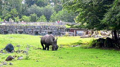 Tragödie im Zoo Salzburg Hellbrunn: Nashorn tötet Tierpflegerin