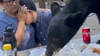 Bär bedient sich an Picknick: Mutter und Sohn in Mexiko erleben bizarren Moment