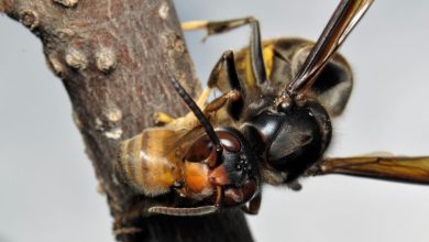 Asiatische Hornisse bedroht Bienenpopulation im Kanton Zürich