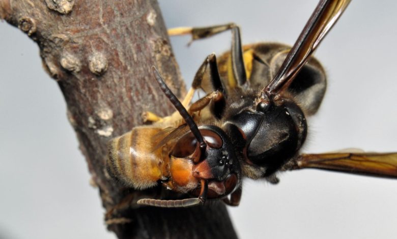 Asiatische Hornisse bedroht Bienenpopulation im Kanton Zürich