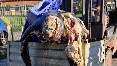 Sensationsfund in der Nordsee: 500-Kilo-Lederschildkröte bei Büsum entdeckt