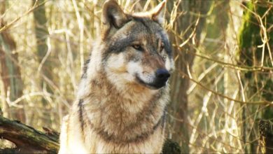 Westfalen erweitert Wolfsgebiete: Landwirte zwischen Hoffnung und Sorge