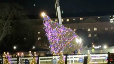 Sturm in Washington D.C.: Nationaler Weihnachtsbaum umgestürzt