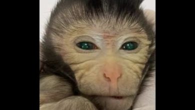 Wissenschaftlicher Durchbruch: Chinesische Forscher erschaffen weltweit ersten chimären Affen