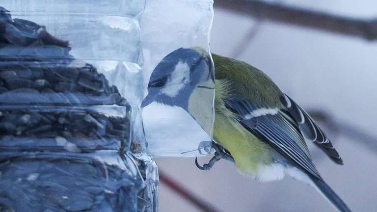 Vogelbeobachtung im Winter: So locken Sie verschiedene Arten in Ihren Garten