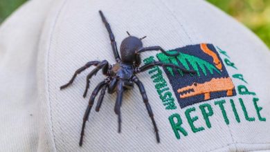 Hercules, das gigantische Sydney-Trichternetzspinne-Männchen: Eine neue Entdeckung im Reich der Giftspinnen