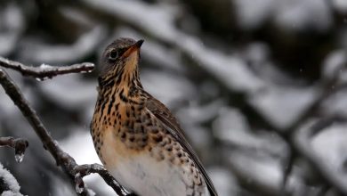 Nabu lädt zur großen Vogelzählung ein: Saarländerinnen und Saarländer aufgerufen, die heimische Vogelwelt zu erforschen