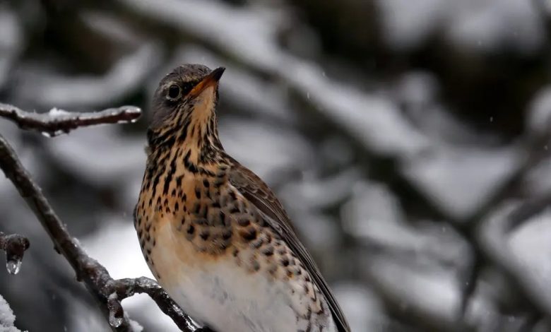 Nabu lädt zur großen Vogelzählung ein: Saarländerinnen und Saarländer aufgerufen, die heimische Vogelwelt zu erforschen