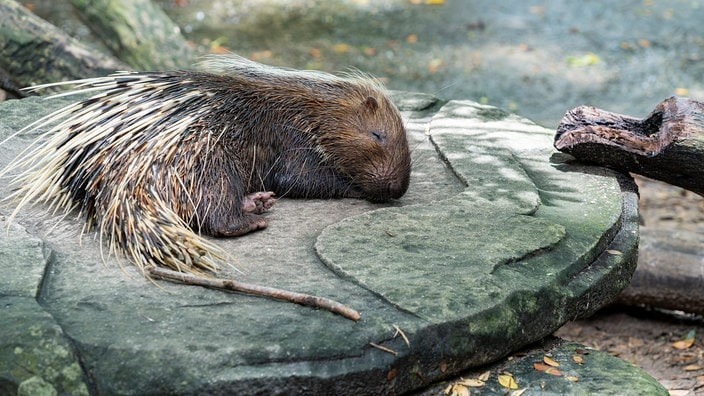 Ausgebüxtes Stachelschwein wieder im Tierpark, doch ein weiteres Tier wird noch vermisst