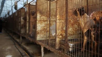 Südkorea verbannt den Verkauf von Hundefleisch: Ein historischer Schritt für den Tierschutz