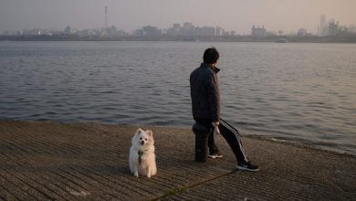 Historischer Schritt: Südkorea verbietet das Schlachten von Hunden und den Verkauf von Hundefleisch
